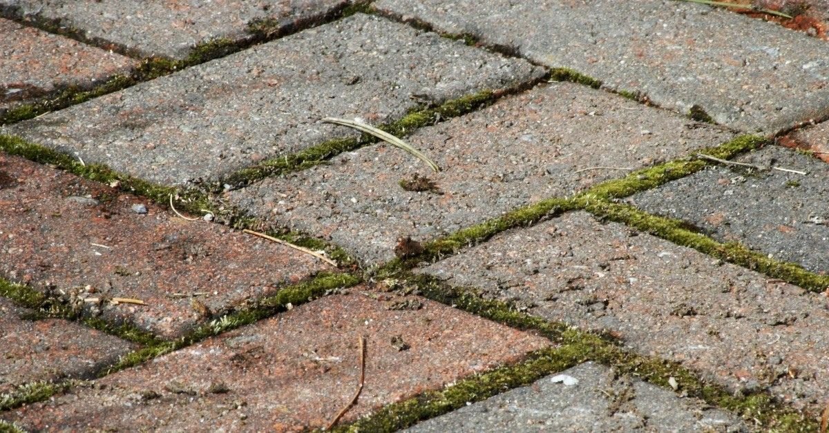 Weeds in Block Paving